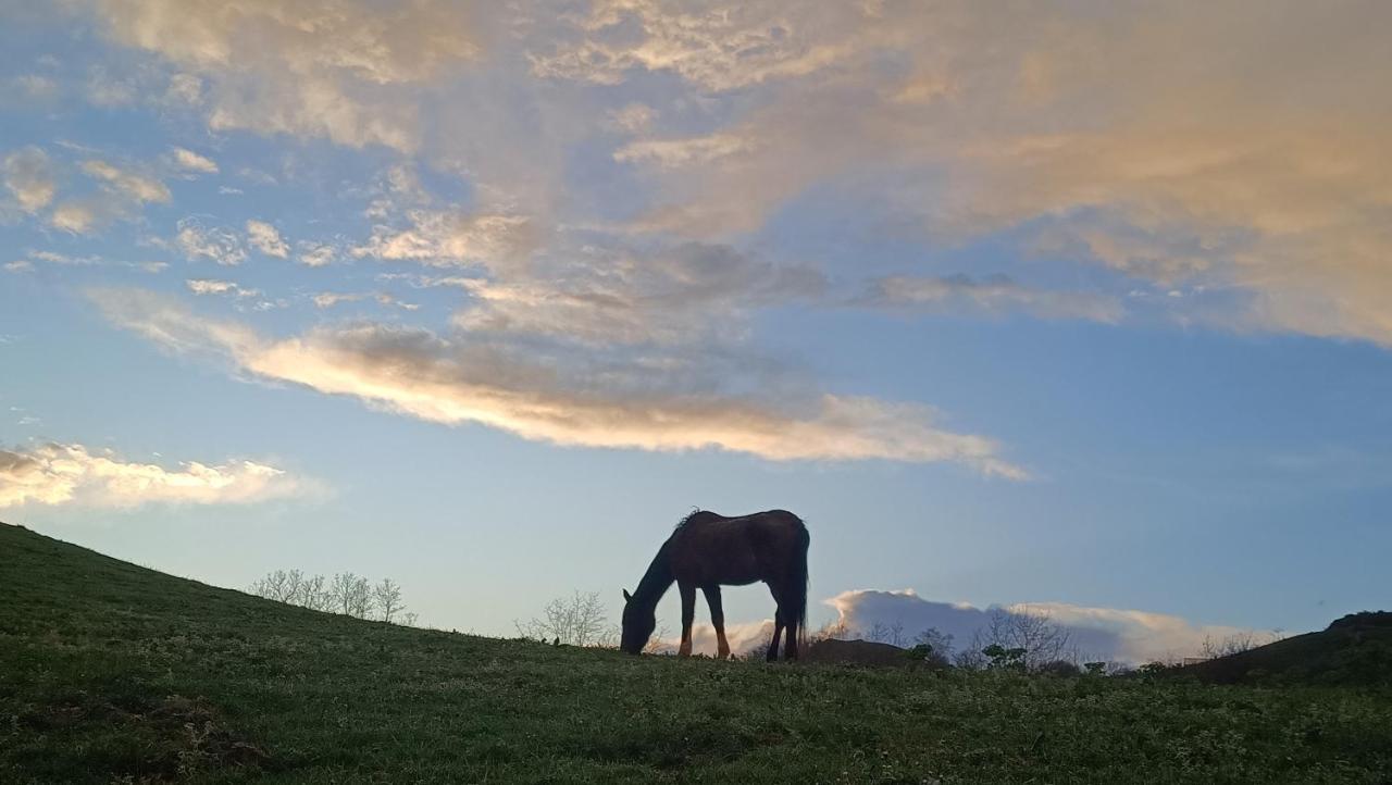 Golindo Goikoa Daire Getaria Dış mekan fotoğraf