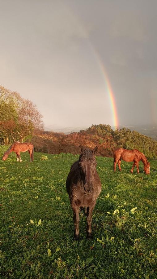 Golindo Goikoa Daire Getaria Dış mekan fotoğraf