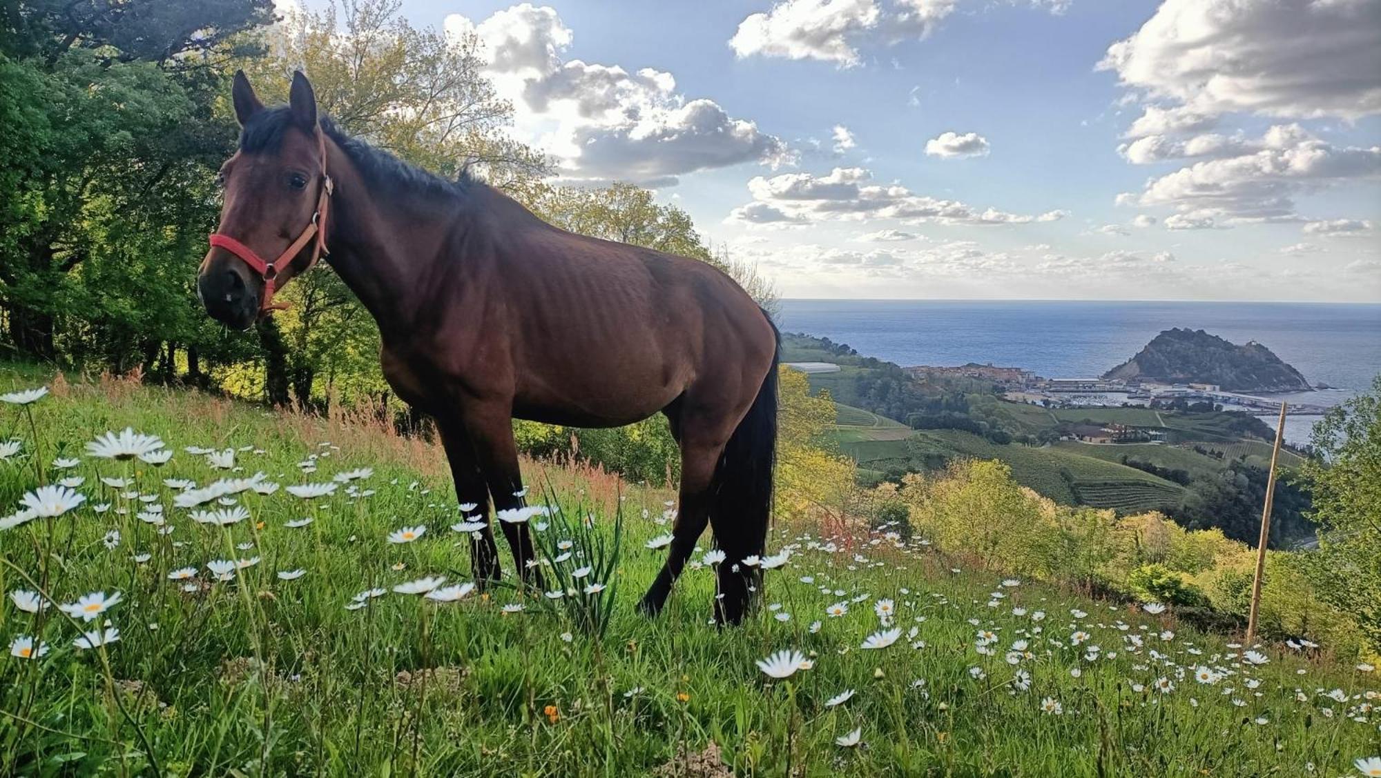 Golindo Goikoa Daire Getaria Dış mekan fotoğraf